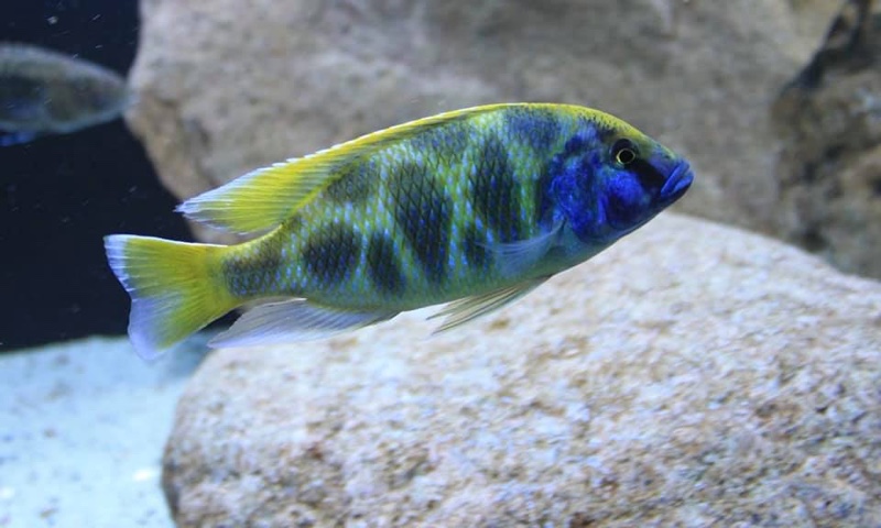 Nimbochromis venustus 'Luwala Reef'